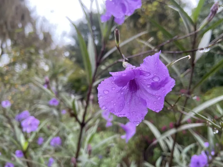 Ruellia simplex 'Purple Showers' flower