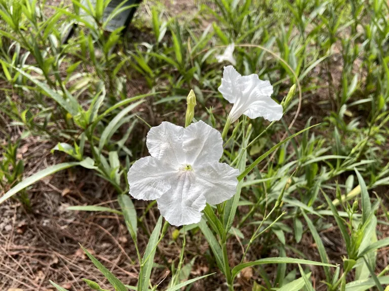 Ruellia simplex 'R10-108' (Mayan™ White) flowers