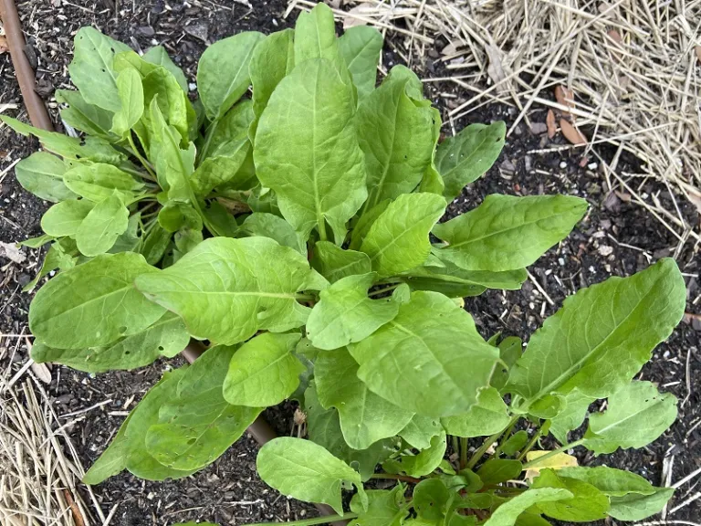 Rumex acetosa foliage