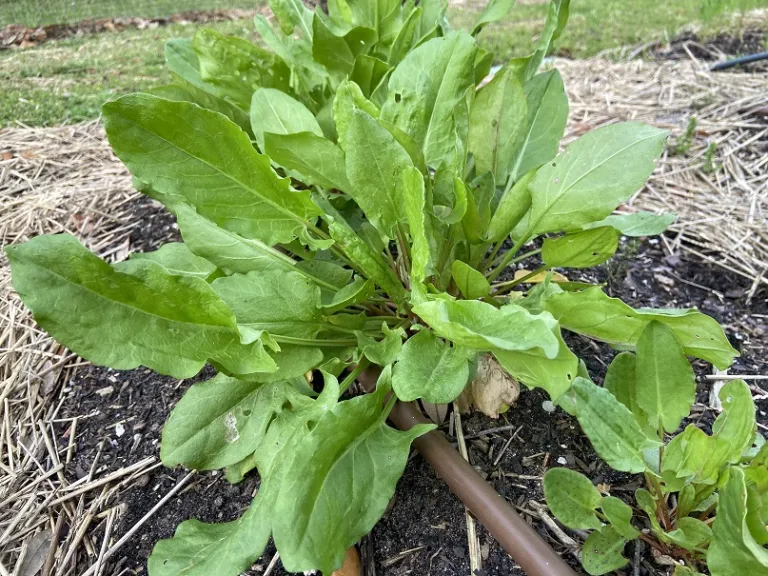 Rumex acetosa habit
