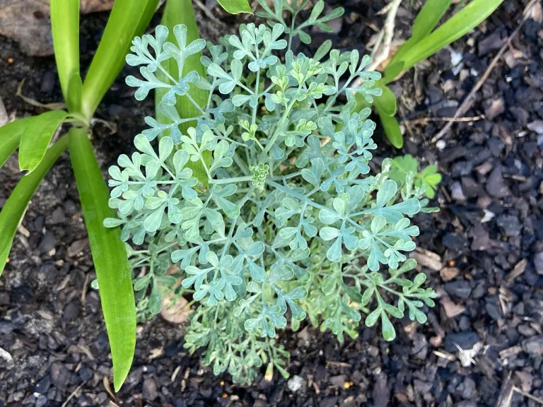 Ruta graveolens foliage