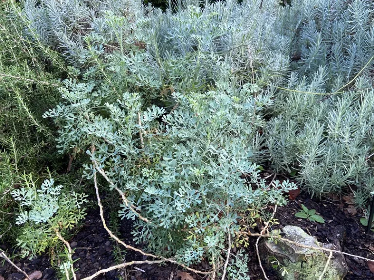 Ruta graveolens habit