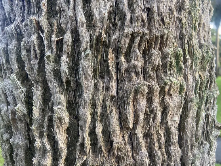 Sabal palmetto trunk