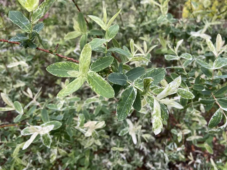 Salix integra 'Hakuro-nishiki' foliage