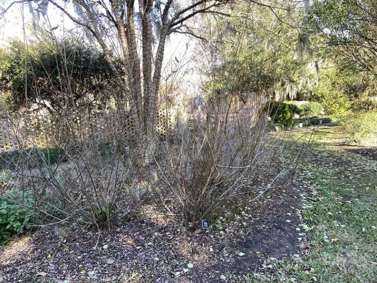 Salix integra 'Hakuro-nishiki' winter habit