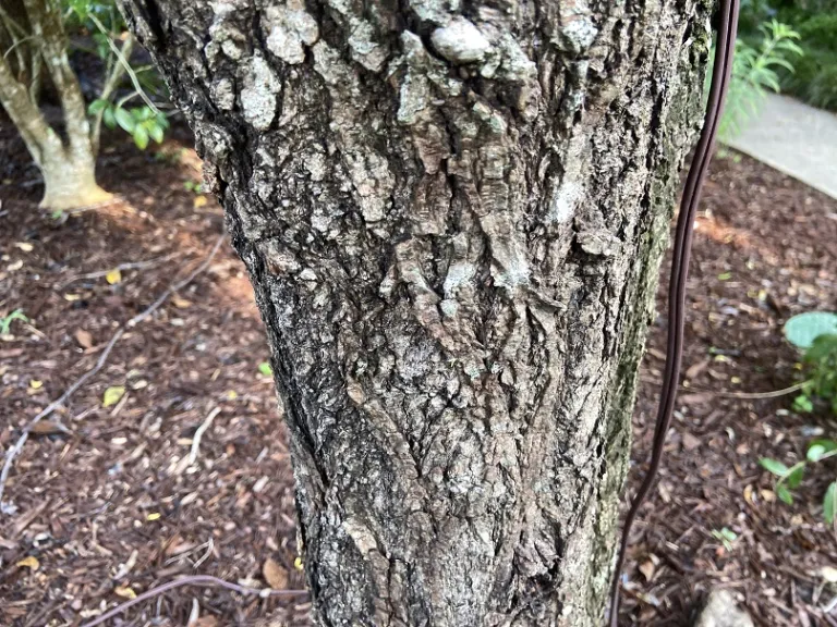 Salix matsudana var. pekinensis 'Tortuosa' bark