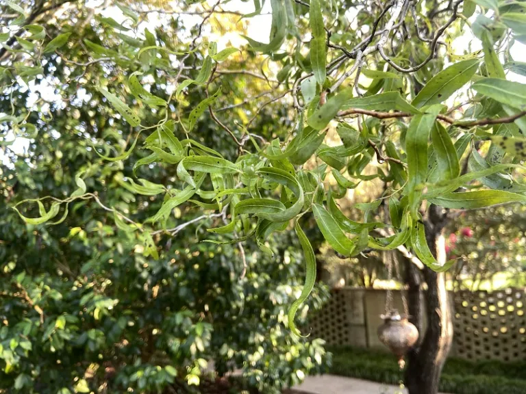 Salix matsudana var. pekinensis 'Tortuosa' foliage