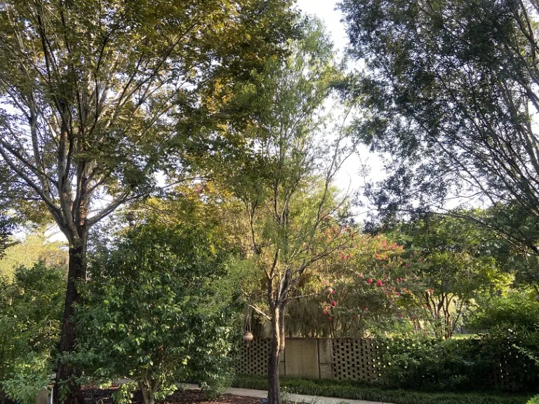 Salix matsudana var. pekinensis 'Tortuosa' habit