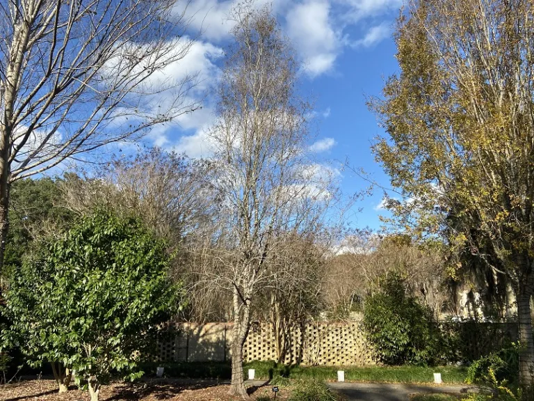 Salix matsudana var. pekinensis 'Tortuosa' winter habit
