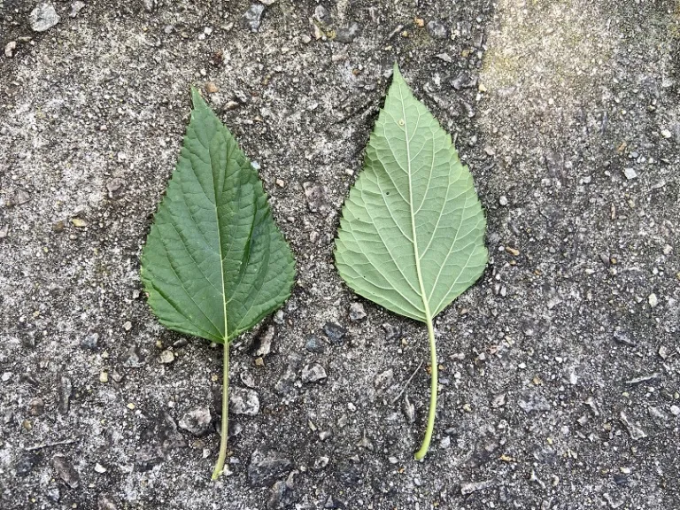 Salvia 'Amistad' leaf front and back