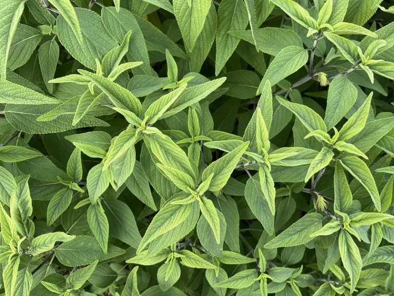 Salvia 'Anthony Parker' foliage