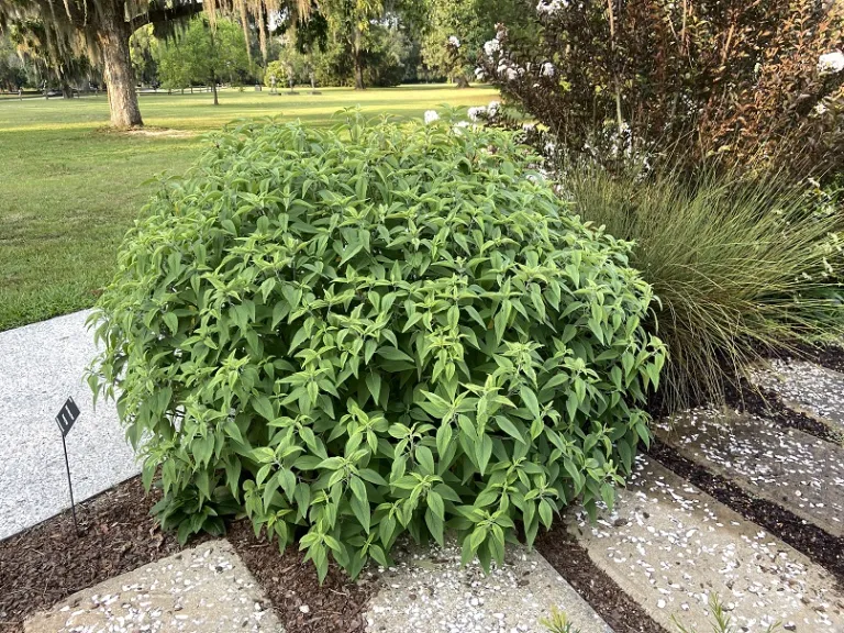 Salvia 'Anthony Parker' habit