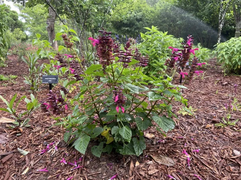 Salvia 'BBSAL00301' (Rockin'® Fuchsia) flowering habit