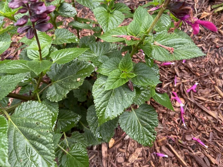 Salvia 'BBSAL00301' (Rockin'® Fuchsia) foliage
