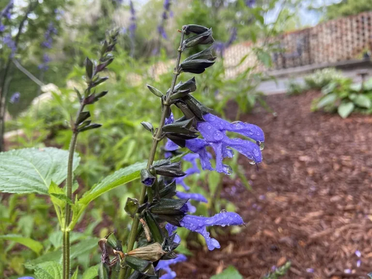 Salvia 'BBSAL01301' (Blue Suede Shoes™ Rockin'®) flower
