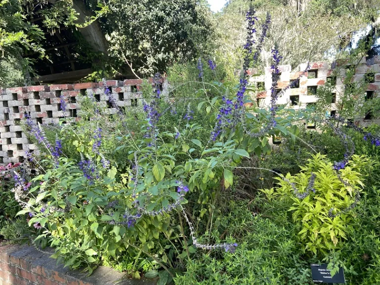 Salvia 'Balsalmisp' (Mystic Spires Blue) flowering habit