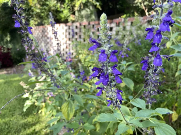 Salvia 'Balsalmisp' (Mystic Spires Blue) flowers