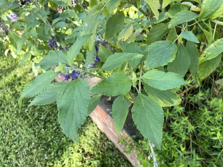 Salvia 'Balsalmisp' (Mystic Spires Blue) foliage