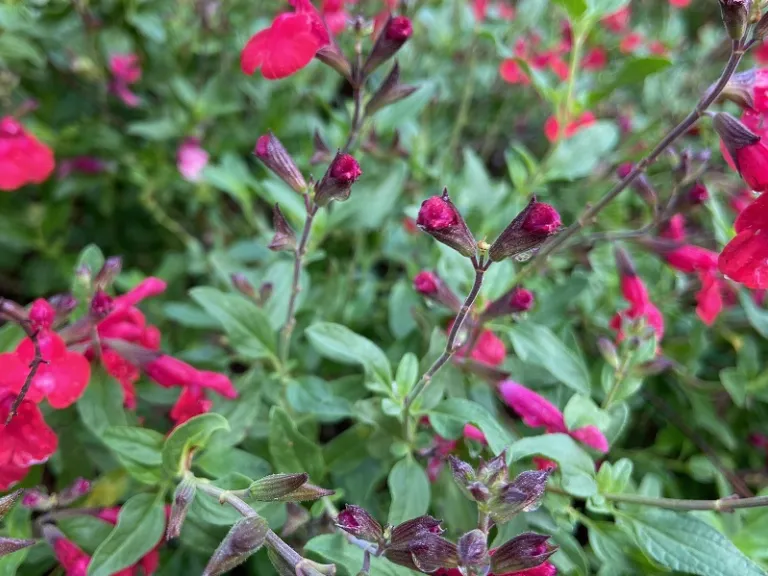 Salvia 'Maraschino' flower buds