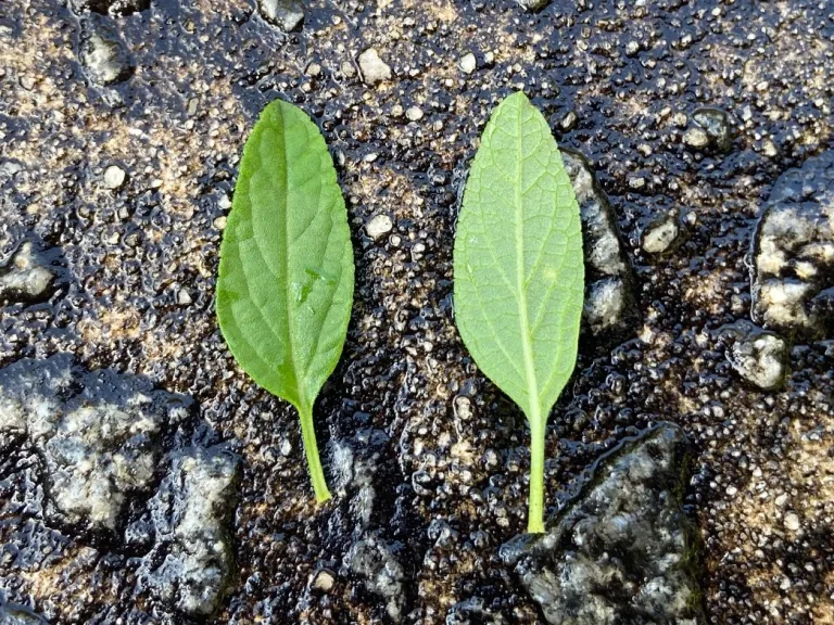 Salvia 'Maraschino' leaf front and back