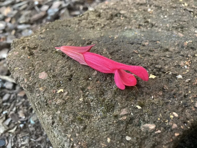 Salvia 'Roman Red' flower
