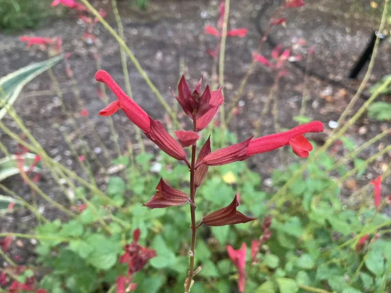 Salvia 'Roman Red' flowers