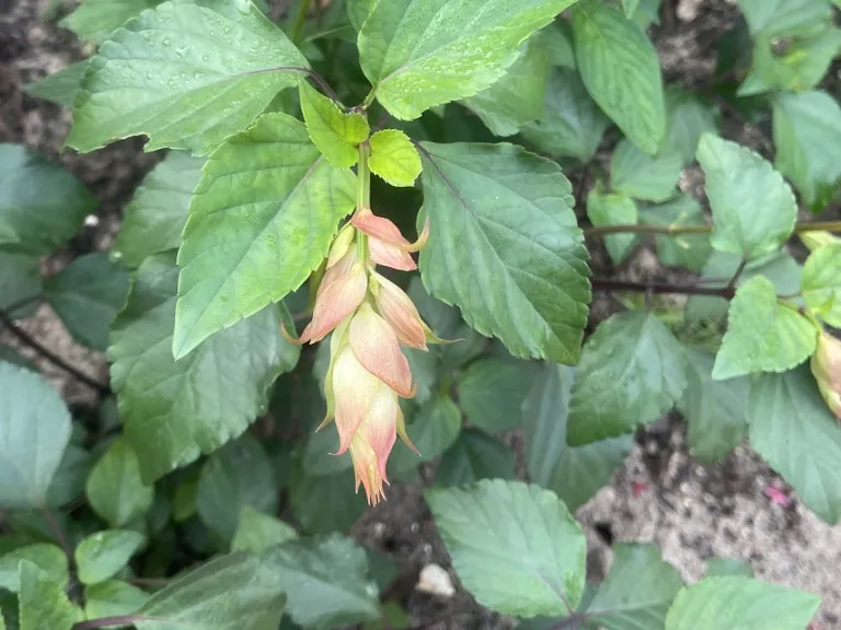 Salvia 'Sal1010-1' (Ember’s Wish™) flower buds