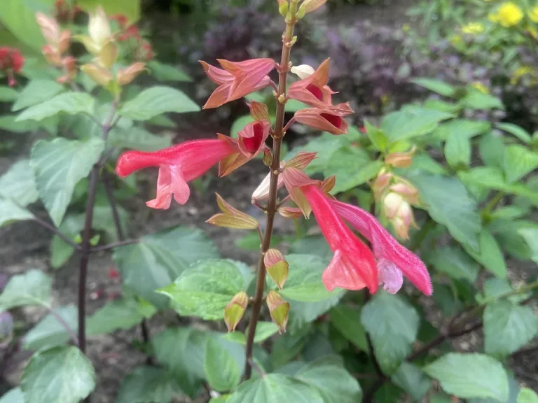 Salvia 'Sal1010-1' (Ember’s Wish™) flower