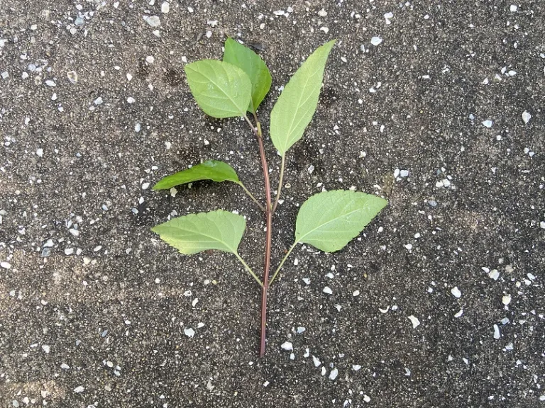 Salvia 'Sal1010-1' (Ember’s Wish™) stem
