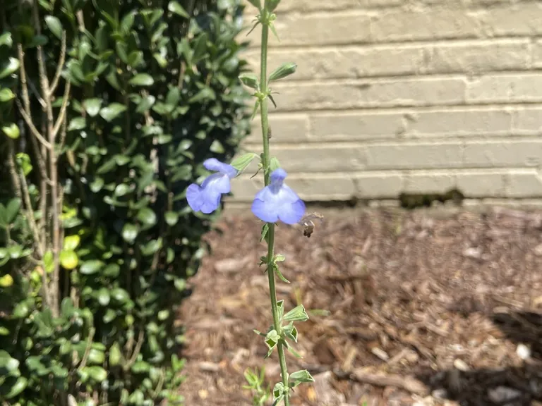 Salvia azurea flower