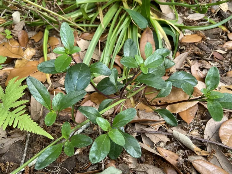 Salvia buchananii foliage