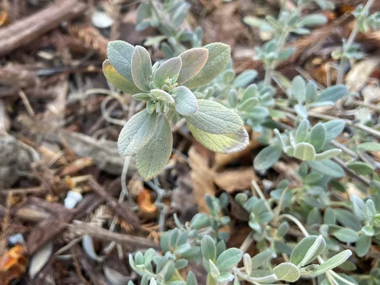 Salvia chamaedryoides foliage