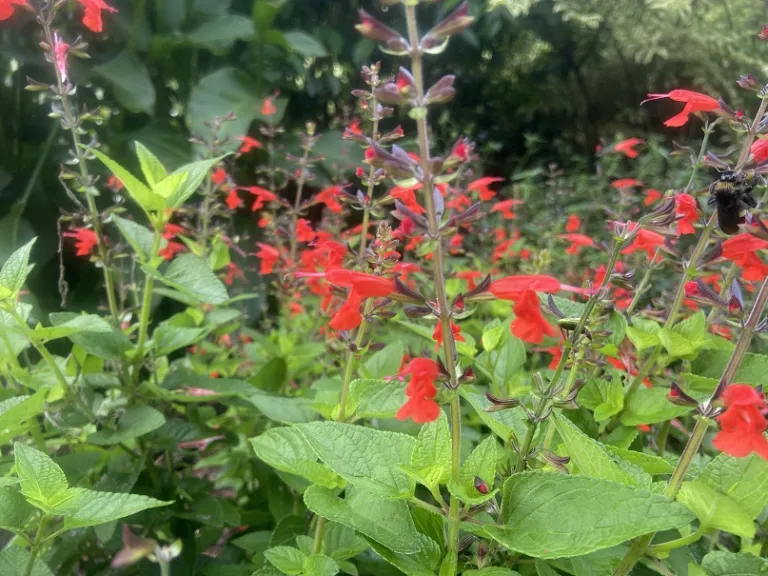 Salvia coccinea 'Forest Fire' flower