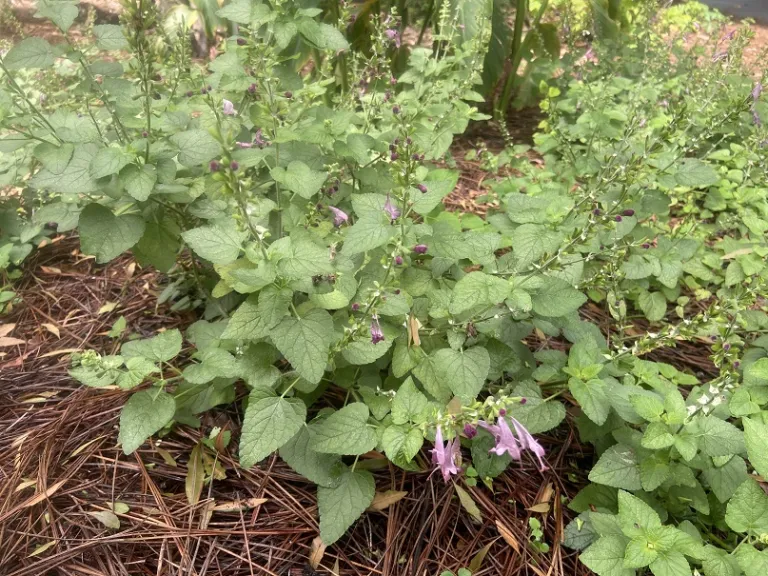 Salvia coccinea (Summer Jewel™ Lavender) flowering habit