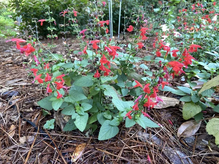 Salvia coccinea (Summer Jewel™ Red) flowering habit