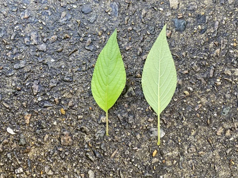 Salvia elegans 'Golden Delicious' leaf front and back