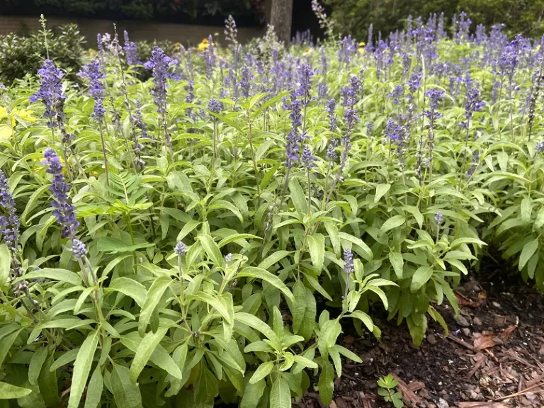 Salvia farinacea (Velocity™ Blue) flowering habit