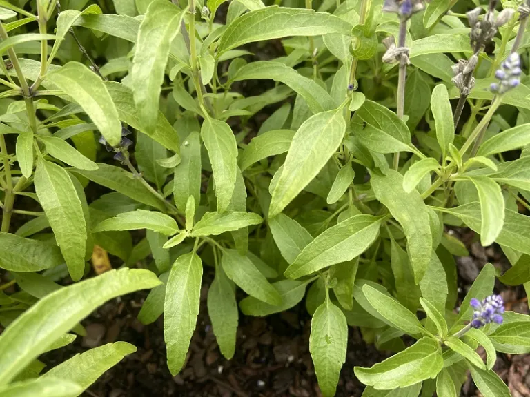 Salvia farinacea (Velocity™ Blue) foliage