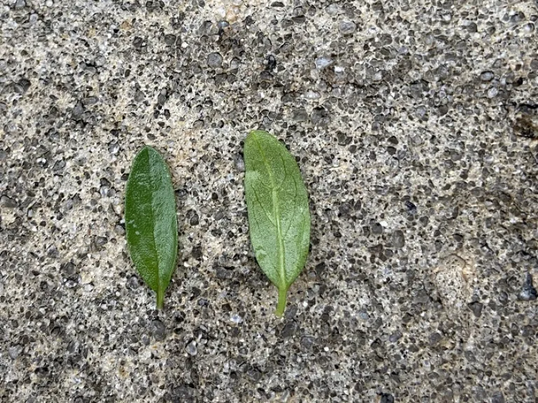 Salvia greggii 'Balmirsal' (Mirage™ Salmon) leaf front and back