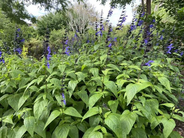 Salvia guaranitica 'Black and Blue' flowering habit