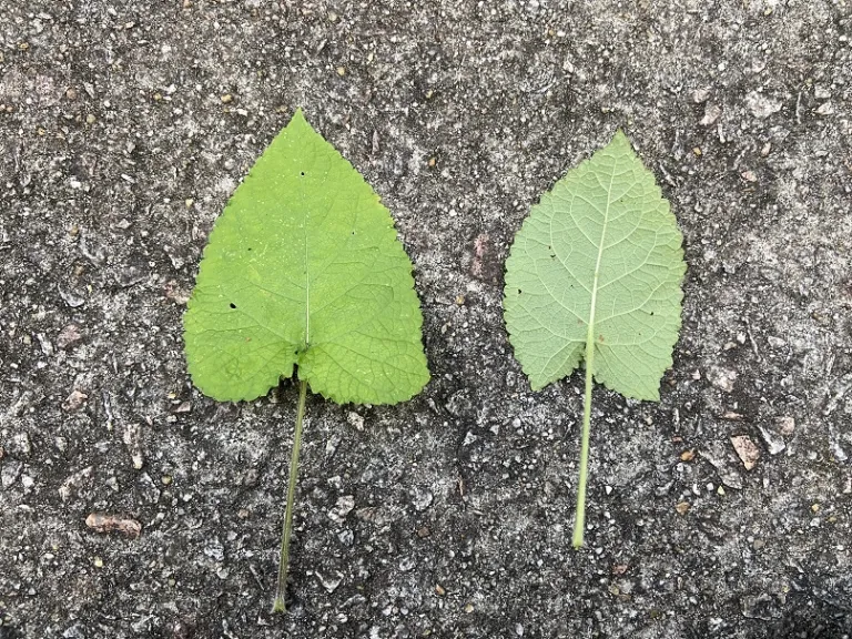 Salvia koyamae leaf front and back