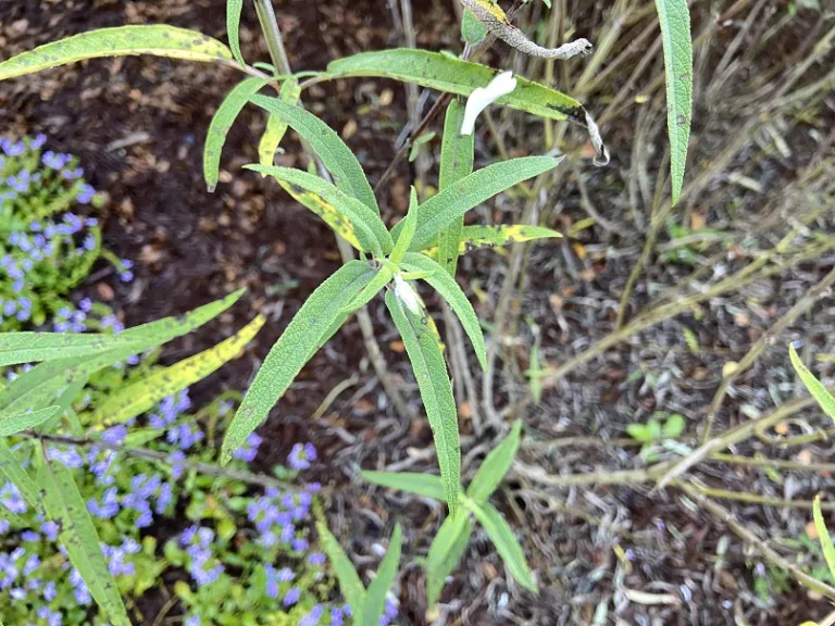 Salvia leucantha foliage