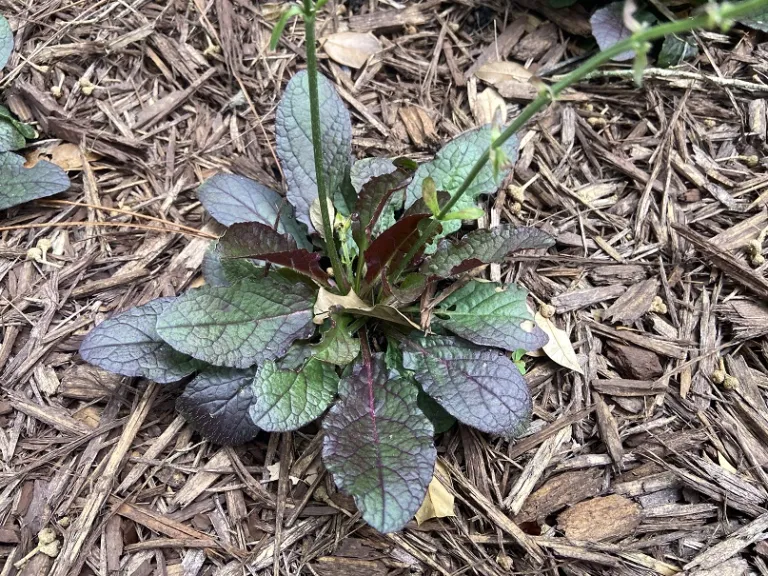 Salvia lyrata 'Purple Knockout' foliage