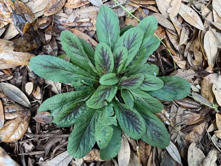  Salvia lyrata foliage