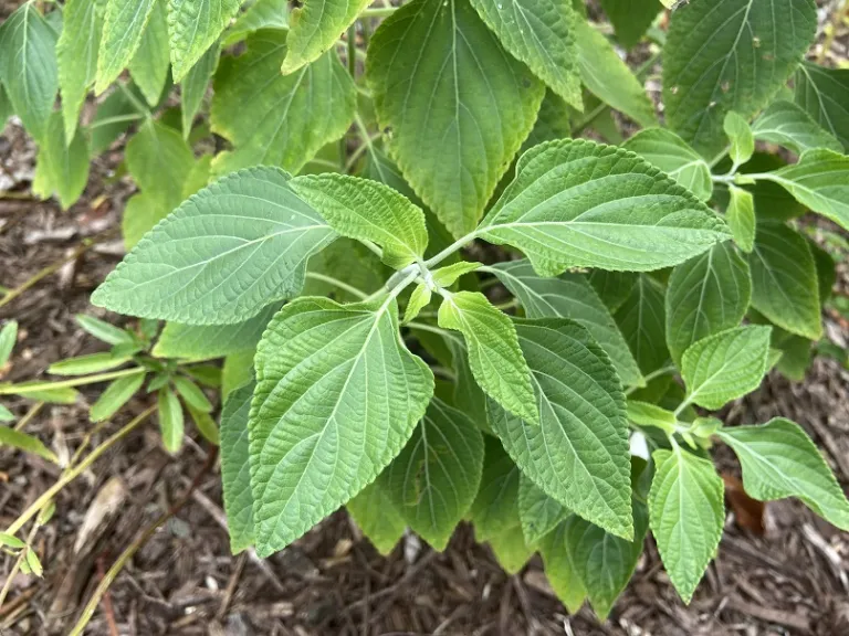 Salvia mexicana foliage