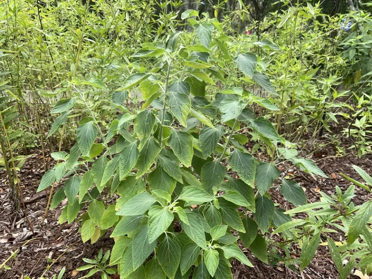 Salvia mexicana habit
