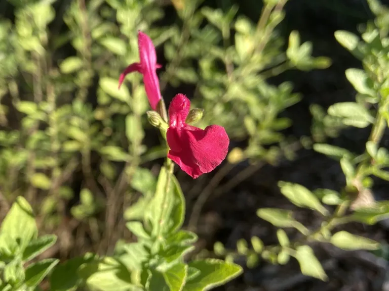 Salvia microphylla 'San Carlos Festival' flower