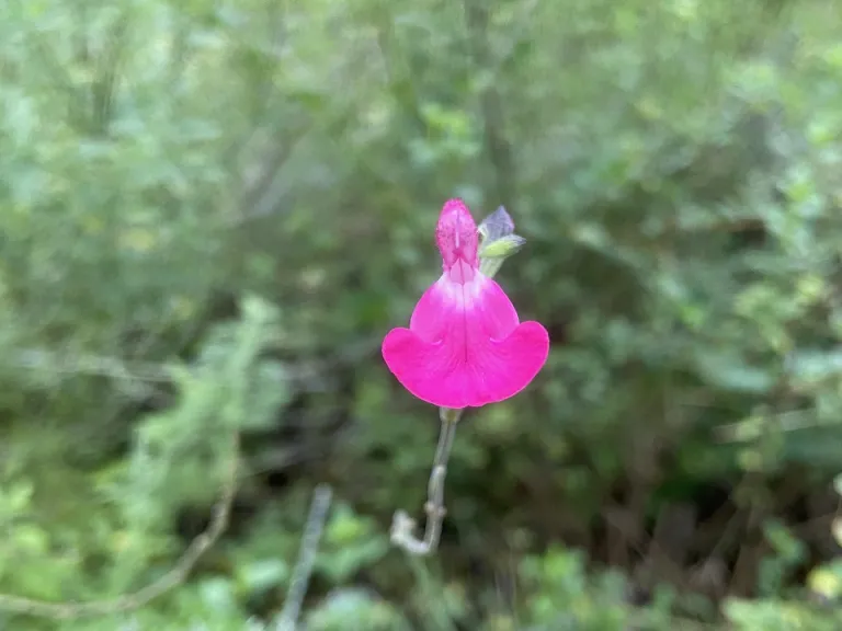 Salvia microphylla 'Wild Watermelon' flower