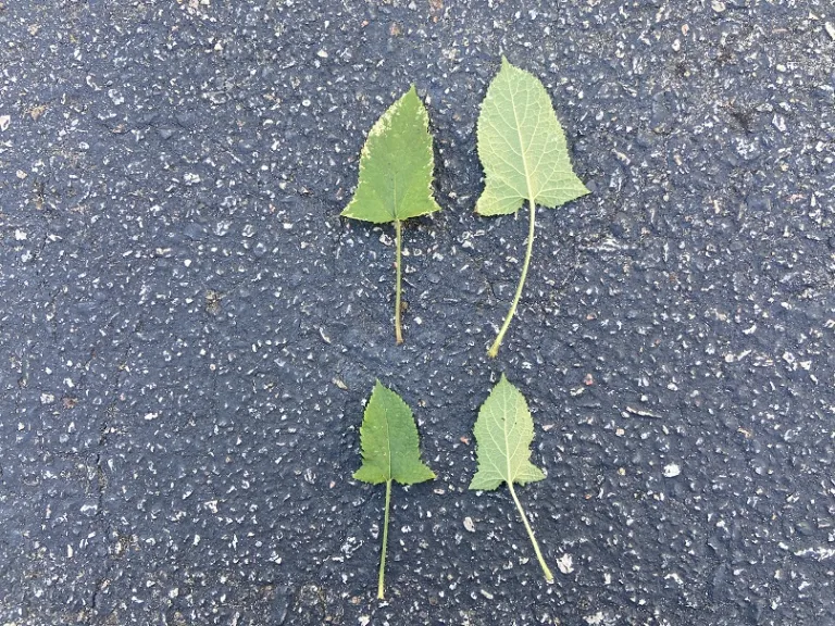 Salvia nipponica 'Fuji Snow' leaf front and back
