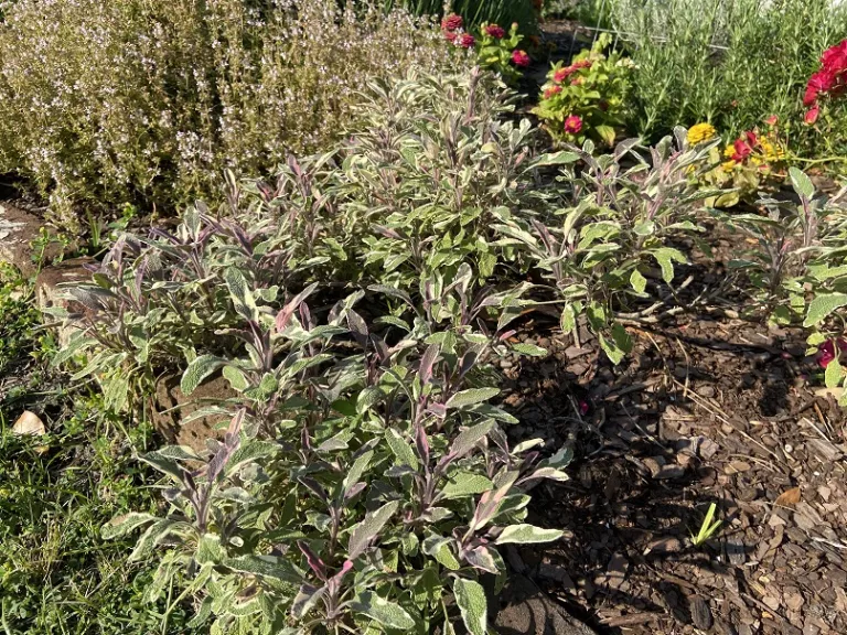 Salvia officinalis 'Tricolor' habit
